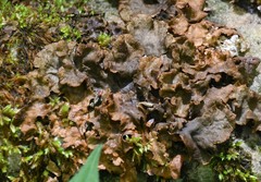 Peltigera evansiana