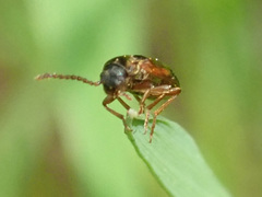 Hypulus quercinus