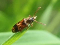 Hypulus quercinus