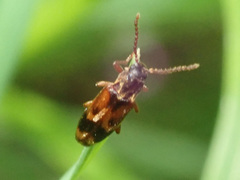 Hypulus quercinus