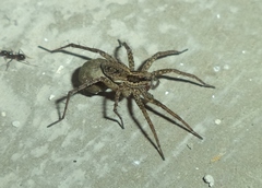 Lycosidae