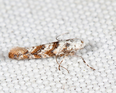 Cameraria hamadryadella