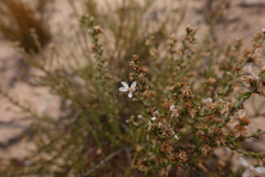 Olearia lepidophylla