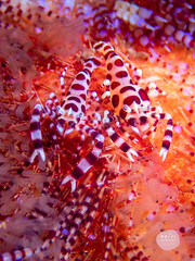 Periclimenes colemani