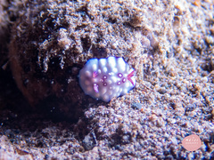 Goniobranchus hintuanensis