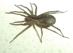 Lycosidae