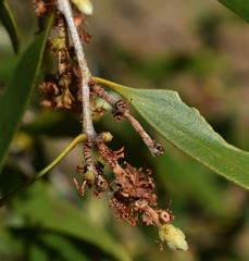 Melaleuca stenostachya