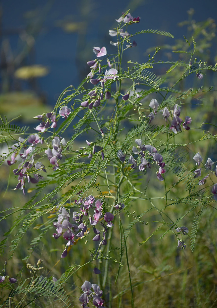 Sesbania erubescens (Benth.) N.T.Burb. 2