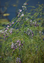 Sesbania erubescens