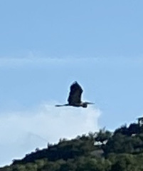 Ardea herodias herodias