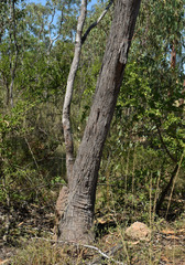 Eucalyptus tetrodonta