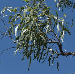 Eucalyptus normantonensis