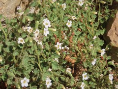 Phacelia perityloides