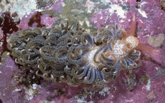 Spurilla braziliana