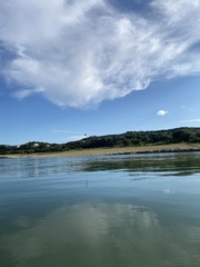 Ardea herodias herodias
