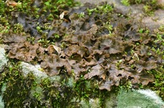 Peltigera evansiana