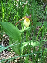 Cypripedium