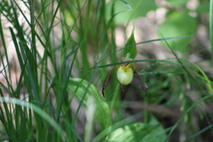 Cypripedium