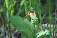 Cypripedium