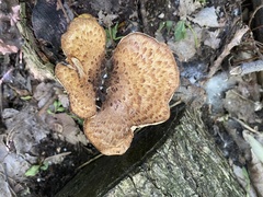 Cerioporus squamosus