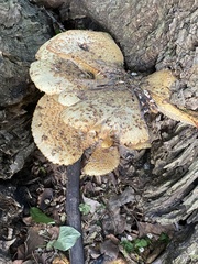 Cerioporus squamosus