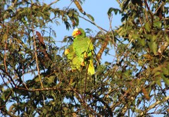 Amazona xantholora