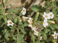 Phacelia perityloides