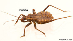 Reduviidae