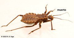 Reduviidae