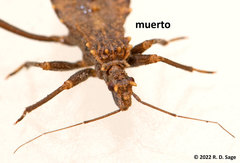 Reduviidae