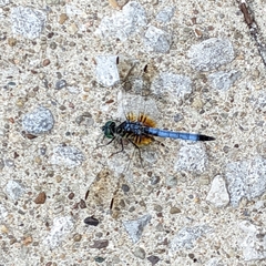 Pachydiplax longipennis