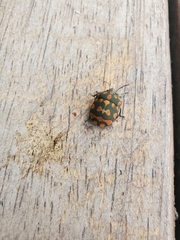 Pachycoris torridus