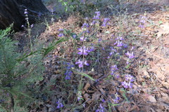 Collinsia concolor