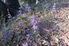 Collinsia concolor