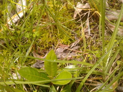 Lepidaploa karstenii