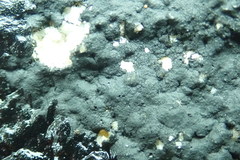 Hydropunctaria maura