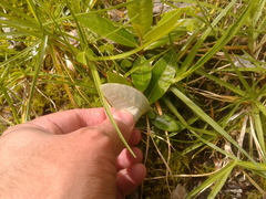 Lepidaploa karstenii