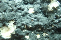 Hydropunctaria maura