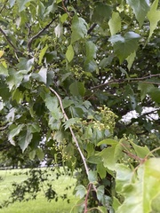 Plagianthus