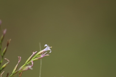 Tillandsia filifolia