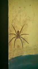 Cupiennius coccineus