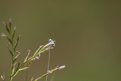 Tillandsia filifolia