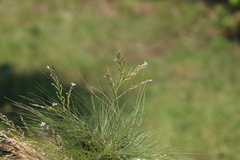 Tillandsia filifolia