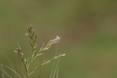 Tillandsia filifolia
