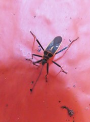 Stenomacra marginella