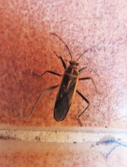 Stenomacra marginella