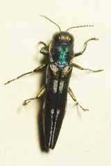 Agrilinae