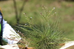Tillandsia filifolia