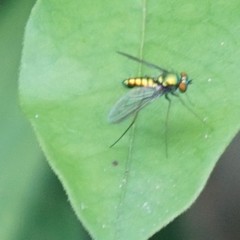Condylostylus comatus