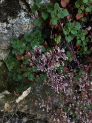 Heuchera elegans